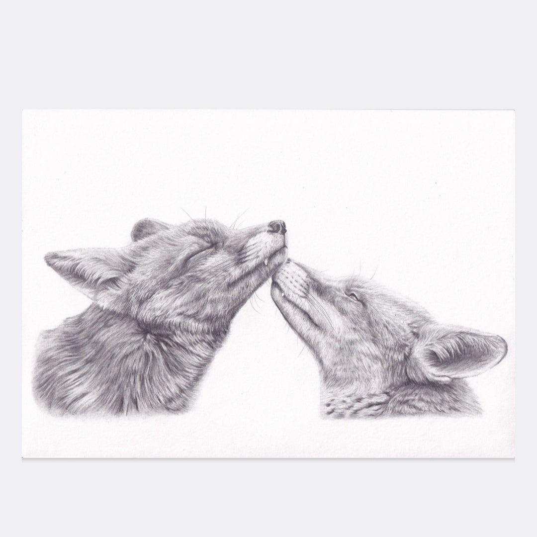 Foxes kiss